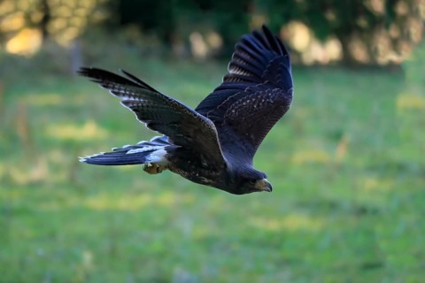 Harris's hawk