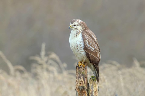 Common steppe buzzard