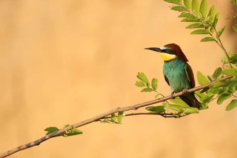 European bee-eater