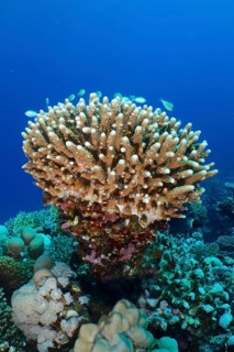 Stony coral