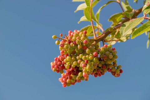 Brazilian brazilian peppertree