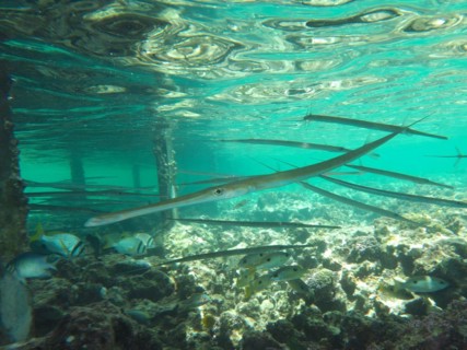 Bluespotted cornetfish