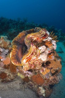Fluted giant clam