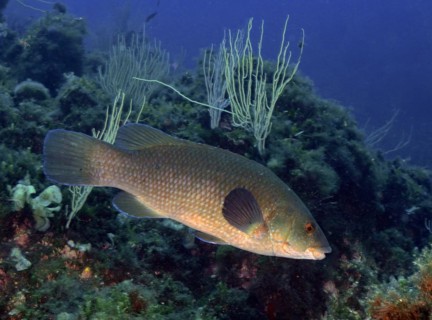 Ballan wrasse