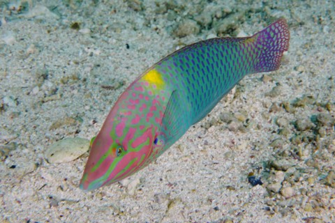 Checkerboard wrasse