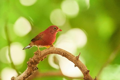 Senegal firefinch