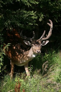 Fallow deer