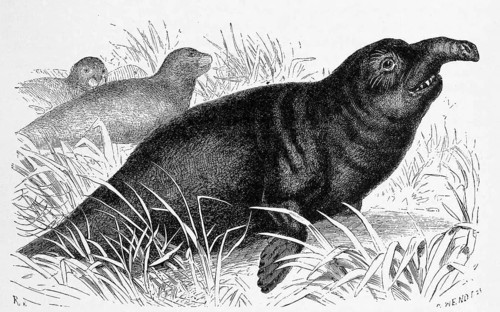 Southern elephant seal