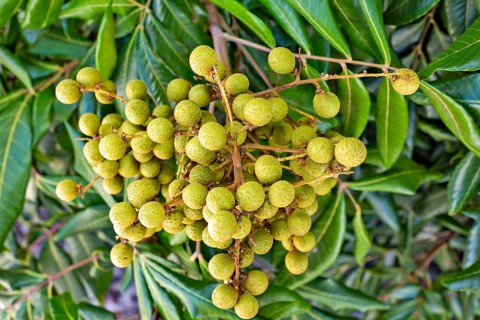Longan