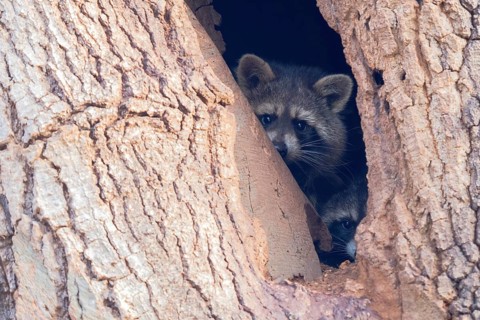 Two raccoons