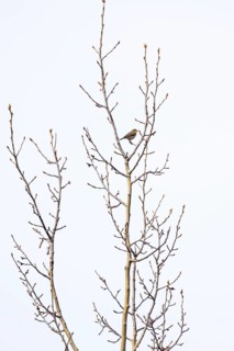 Willow Warbler