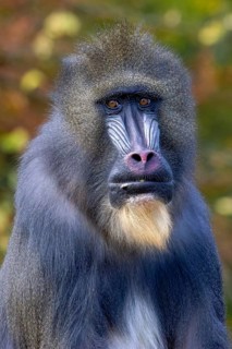 Mandrill