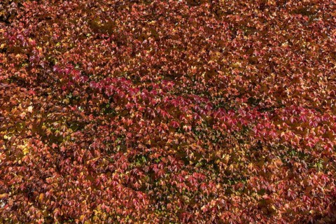 Autumn self-climbing wild vine