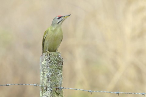 Grey-headed woodpecker