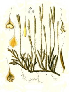 Medicinal plant