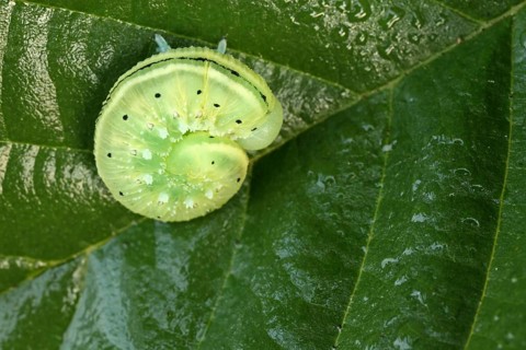 Sawflies