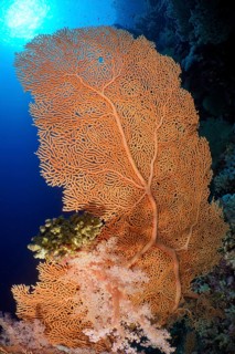 Giant sea fan