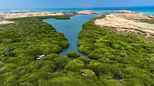 Aerial of the Mangrove forest