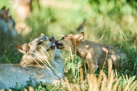 Eastern wolf