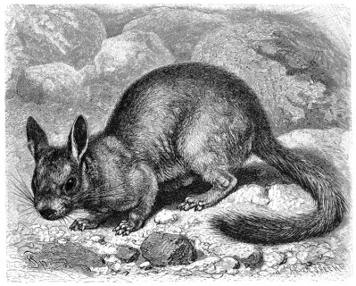 Rabbit mice or mountain viscachas