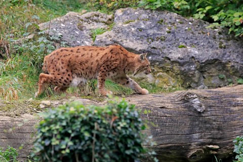 Carpathian lynx