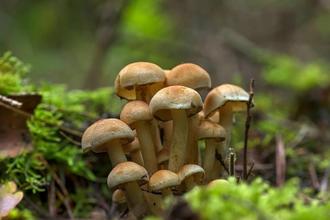 Sulphur tuft