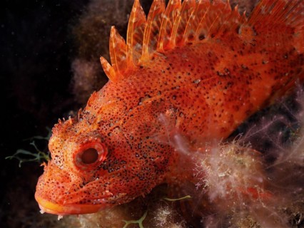 Close-up of madeira rockfish