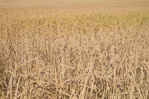 Spelt field in summer