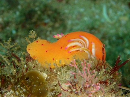 Candy Cane Anemone