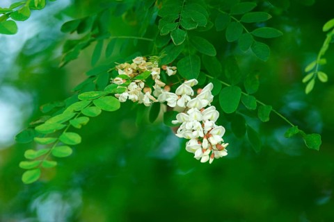 Flowering black locust