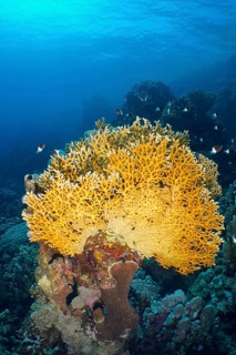 Net fire coral