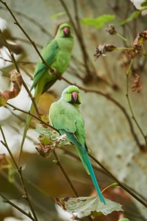 Monk parakeet