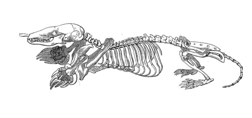 Skeleton of the European mole