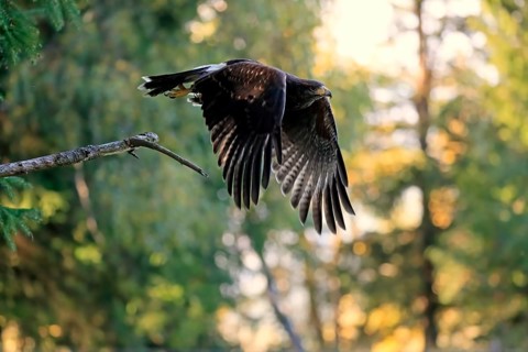 Harris's hawk