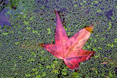 Red maple leaf in duckweed