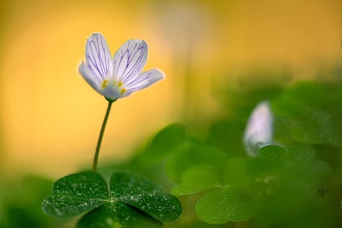 Common wood sorrel