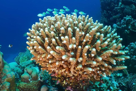 Stony coral