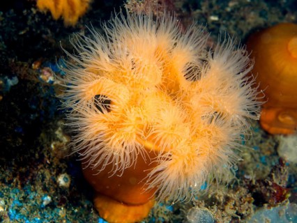 Clonal plumose anemone