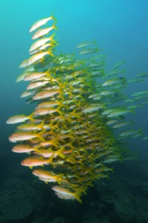 Group of yellowfin goatfish