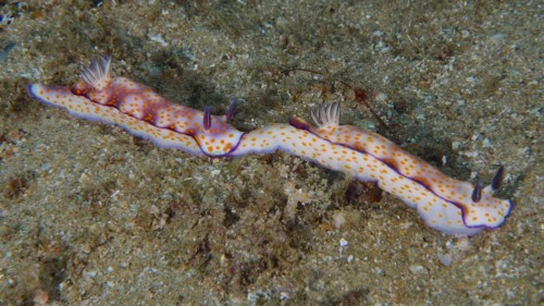 Two beautiful hypselodoris