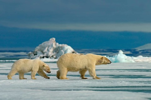 Polar bears