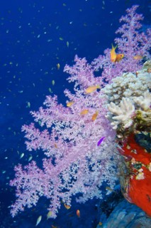 Hemprich's tree coral