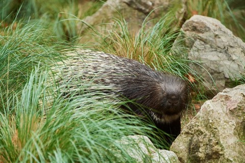 Old World porcupines