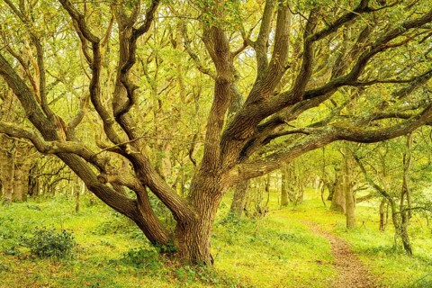 Oak forest and a narrow path