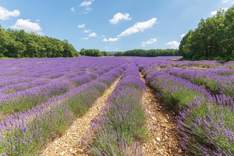 Lavender fields in bloom in Provence. Pays de Sault