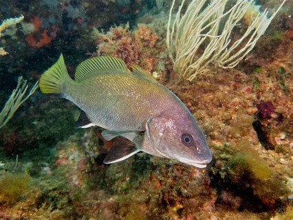Brown meagre