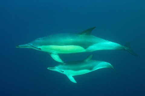 Short-beaked common dolphin