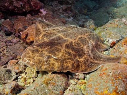 Dormant monkfish