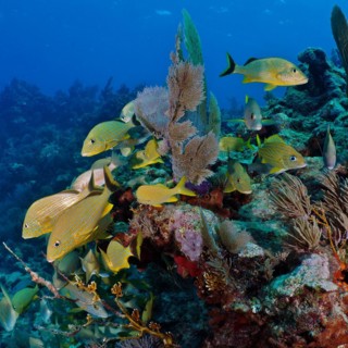 A group of bluestriped grunt