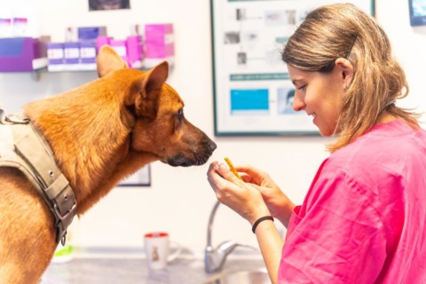 Veterinary clinic